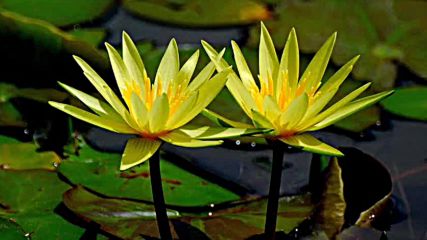 Beautiful water lily Красива водна лилия
