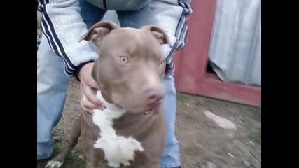 pitbuli 
