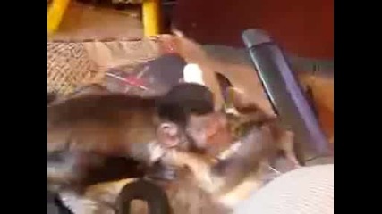 Влюбени ! Коте и Маймунка се целуват страстно ! Смях !