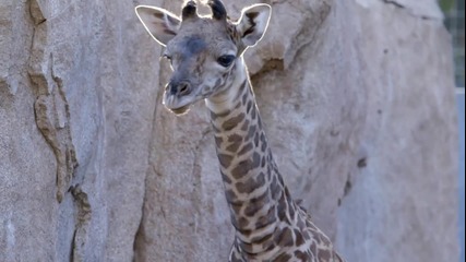 Малко жирафче играе в зоологическата градина в Сан Диего