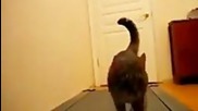 Котка тренира на пътека за бягане.