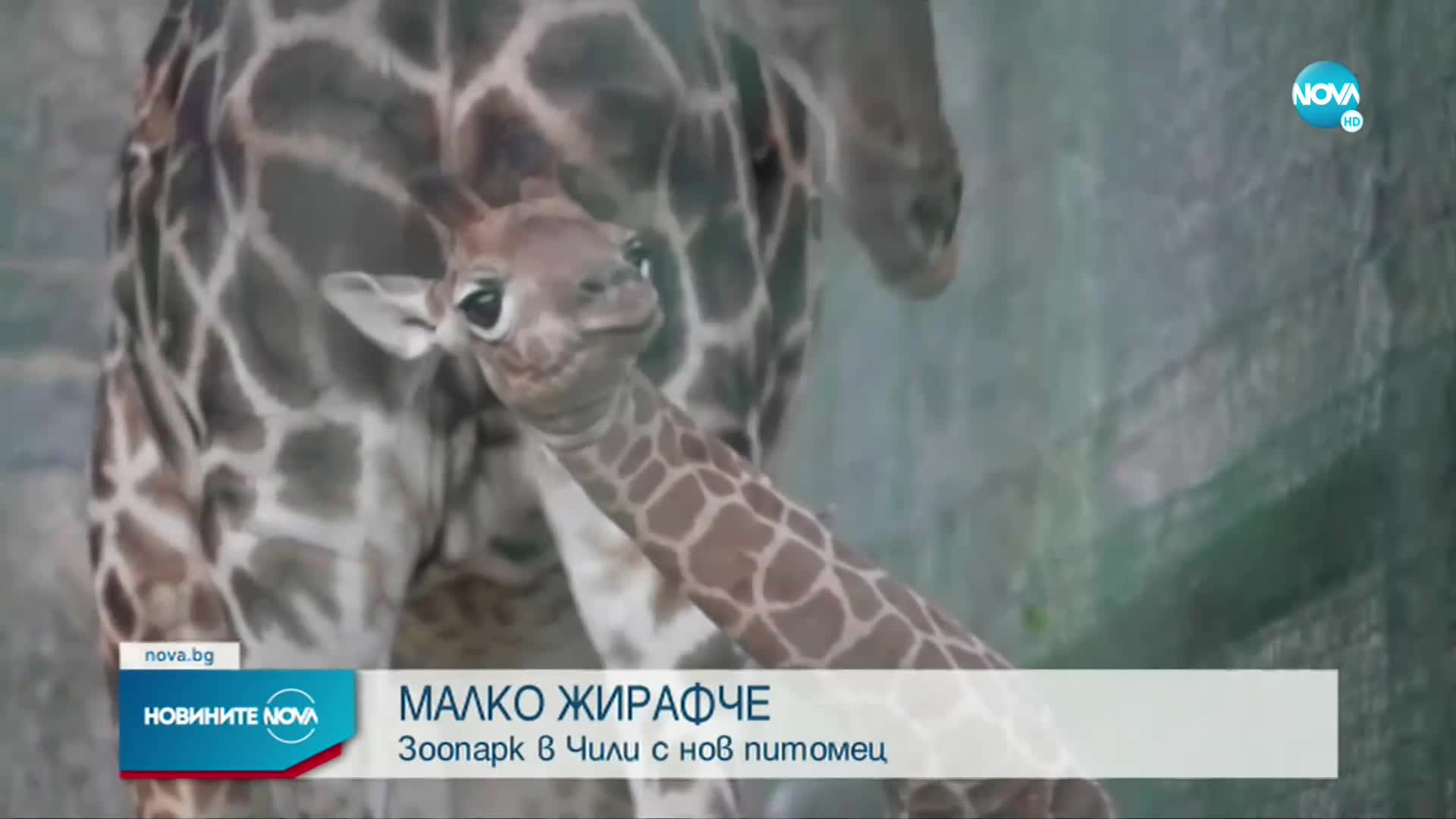 В Чили се роди 100-килограмово бебе жирафче