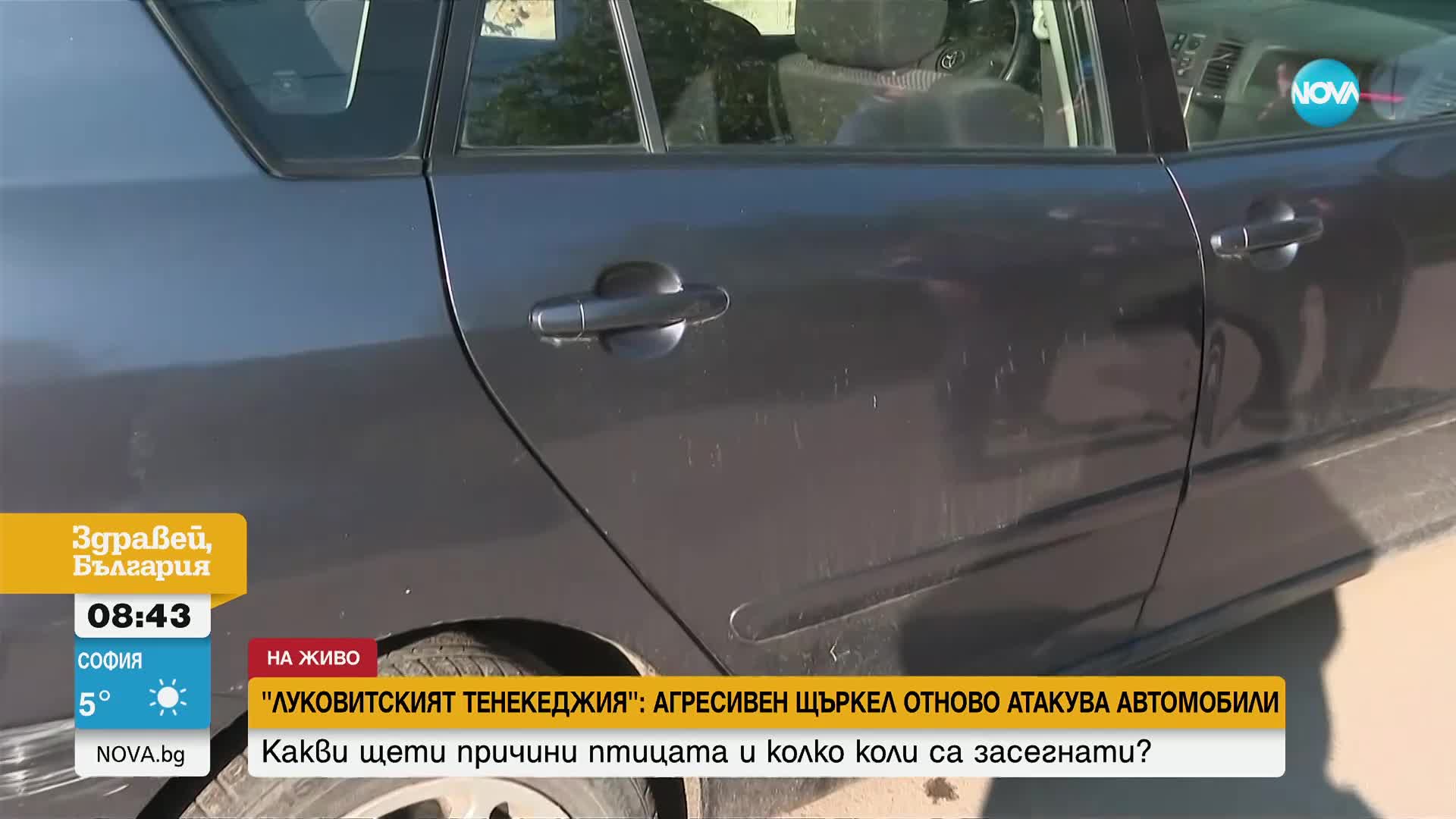 Кълве калници и сваля боята: Агресивен щъркел атакува коли в Луковит