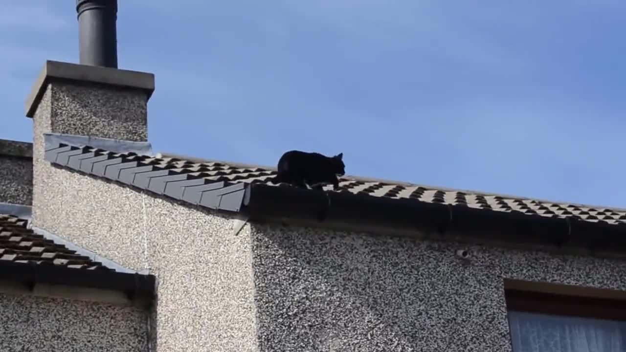 Котка се катери като нинджа