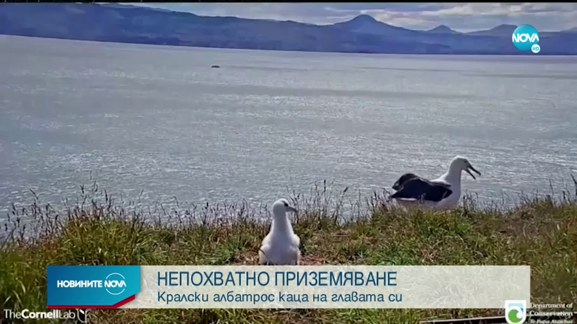 НЕПОХВАТНО ПРИЗЕМЯВАНЕ: Кралски албатрос кацна на главата си
