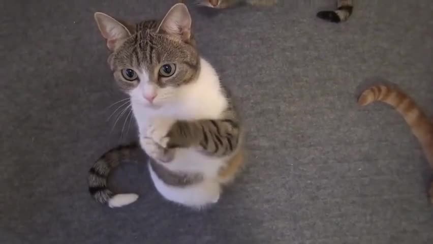 Сладко котенце вдига лапички и чака да го нахранят !