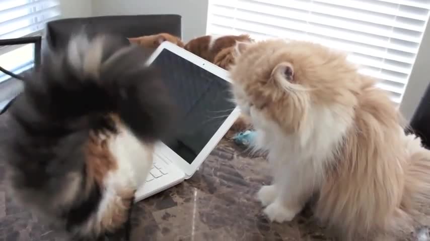 Много сладки игриви котета