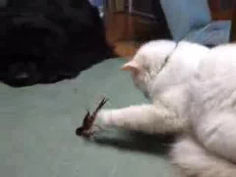 Котка И Рак - Много Смях 