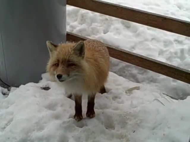 Малко необичайно приятелство