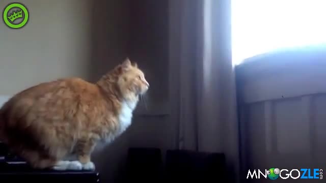 >Коте, ти си срам за котките
