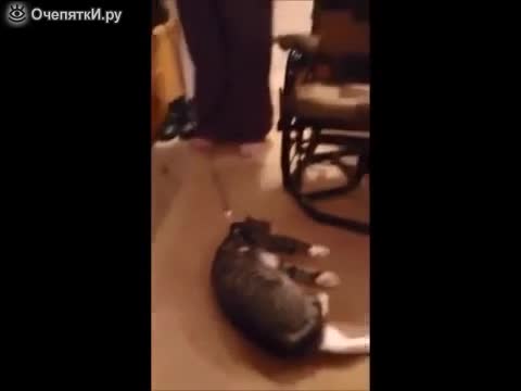 Стопанин не предполагаше че притежава най -мързеливият котарак ,който е виждал