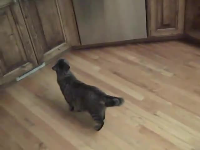 Как да откажете котка да краде храна .