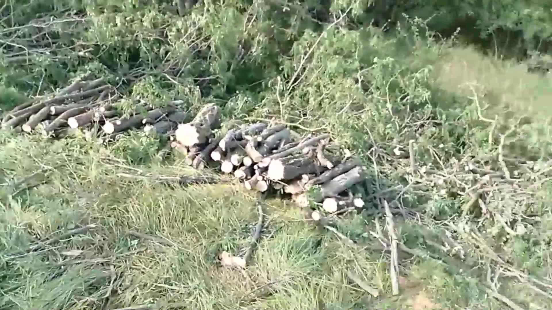 Незаконна сеч в село Съединение, община Братя Даскалови