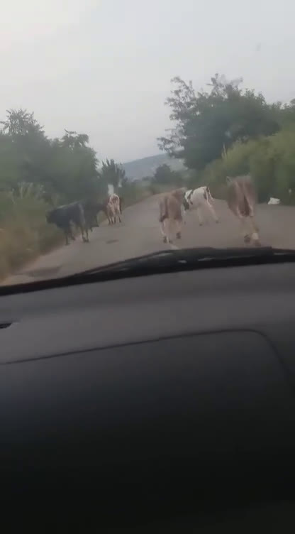 Животни на пътя