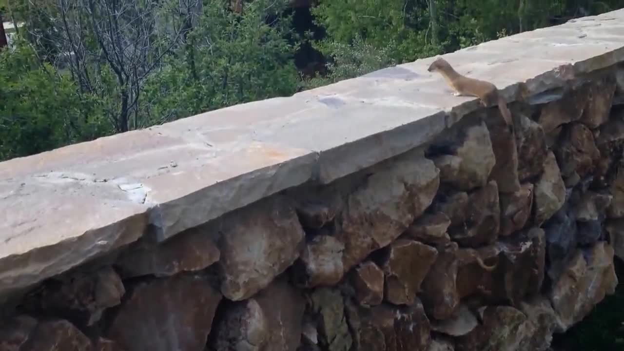 Бебета на невестулка следват майка си ,но накрая се случва това!