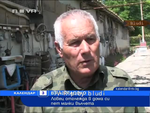 Ловец отглежда пет малки вълчета в двора на къщата си