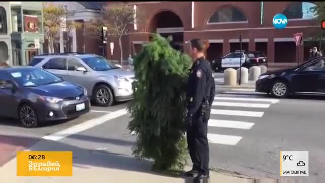 Арестуваха ходещо дърво в САЩ
