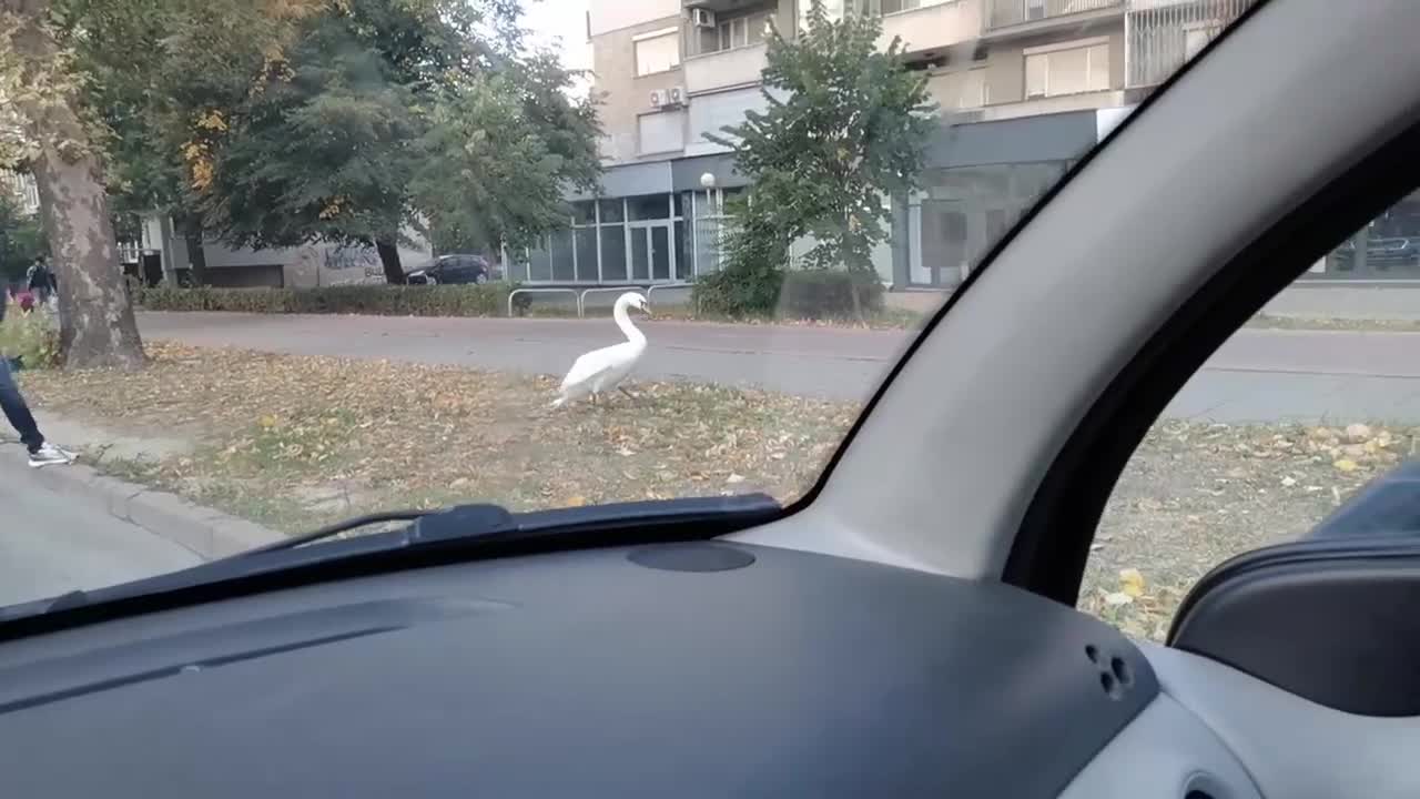 Лебед на пешеходната пътека в Пловдив