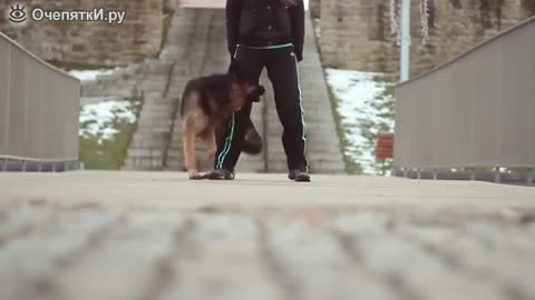 Готина стопанка с чиста съвест може да се гордее дресираното си куче!