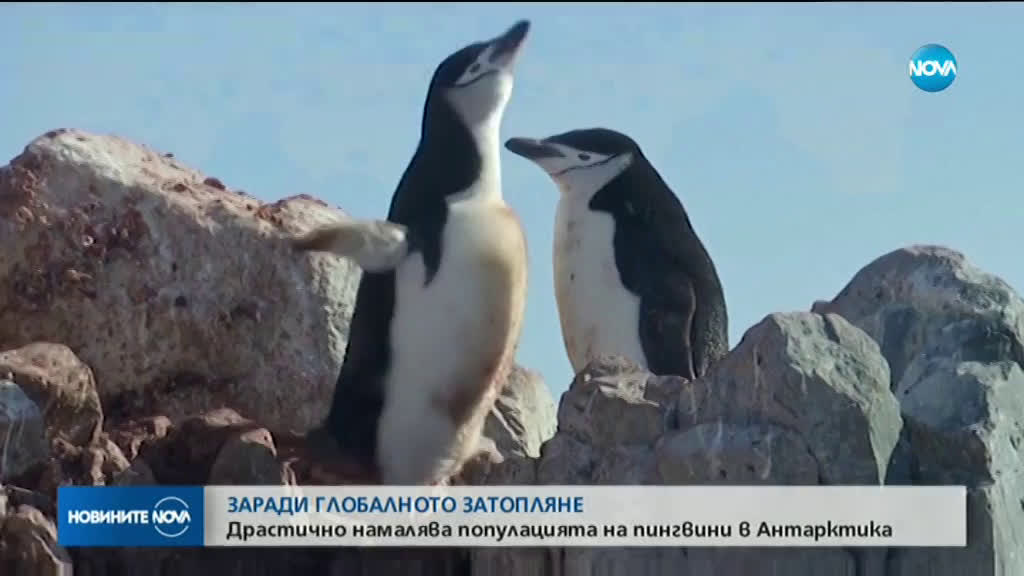 Броят на антарктическите пингвини намалява