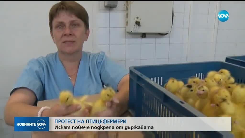 ПРОТЕСТ НА ПТИЦЕФЕРМЕРИ: Искат повече подкрепа от държавата