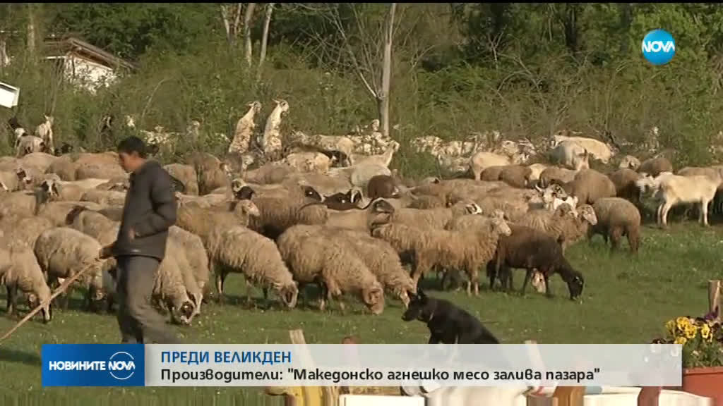 Производители: Македонско агнешко месо залива пазара