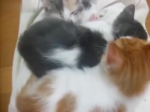 Намери скритото коте