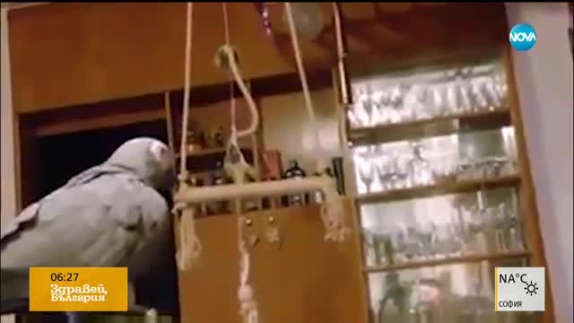 Папагал събира овации със своите умения