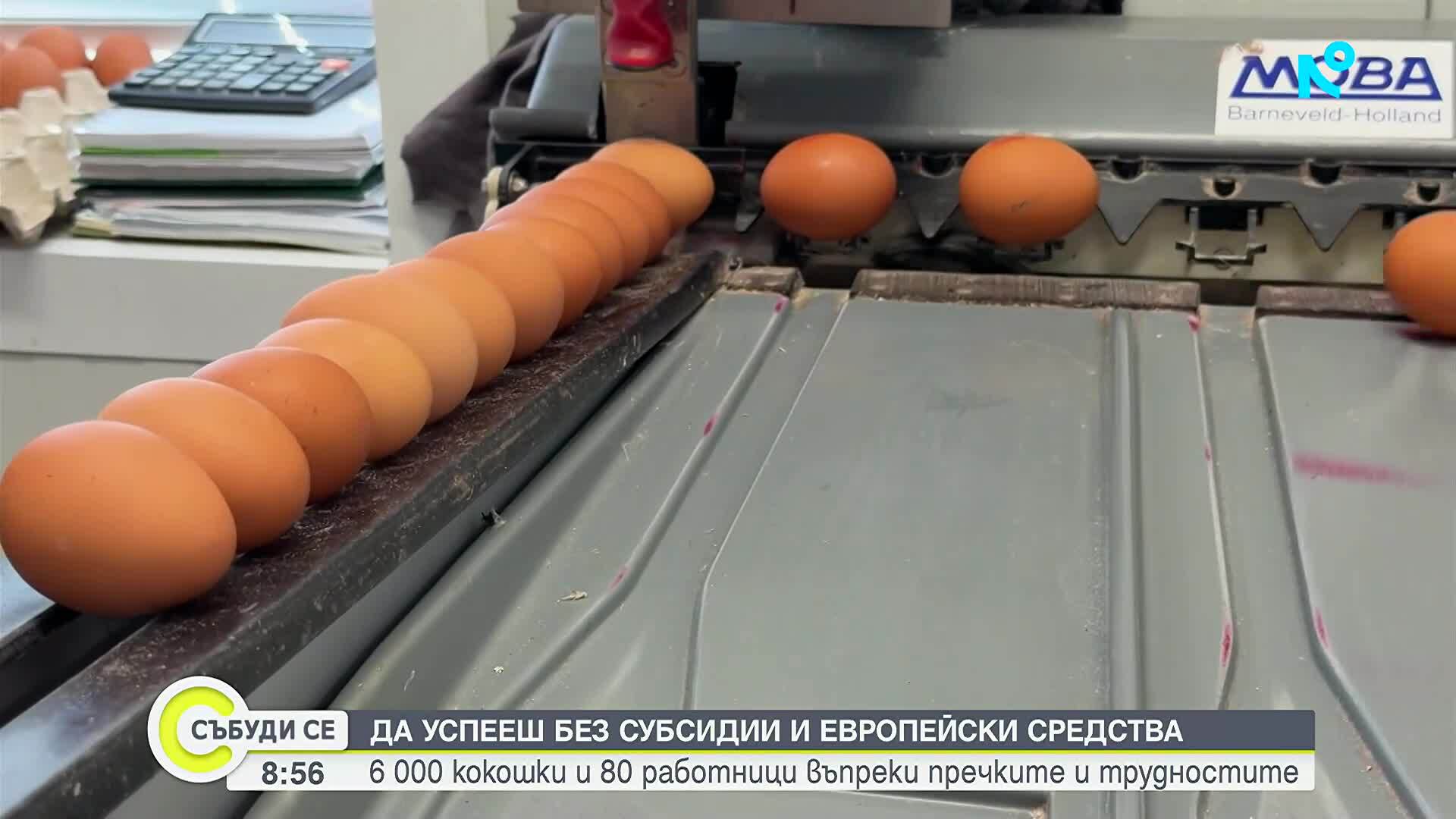 Да успееш въпреки системата: Как една птицеферма в Свищовско оцелява без субсидии