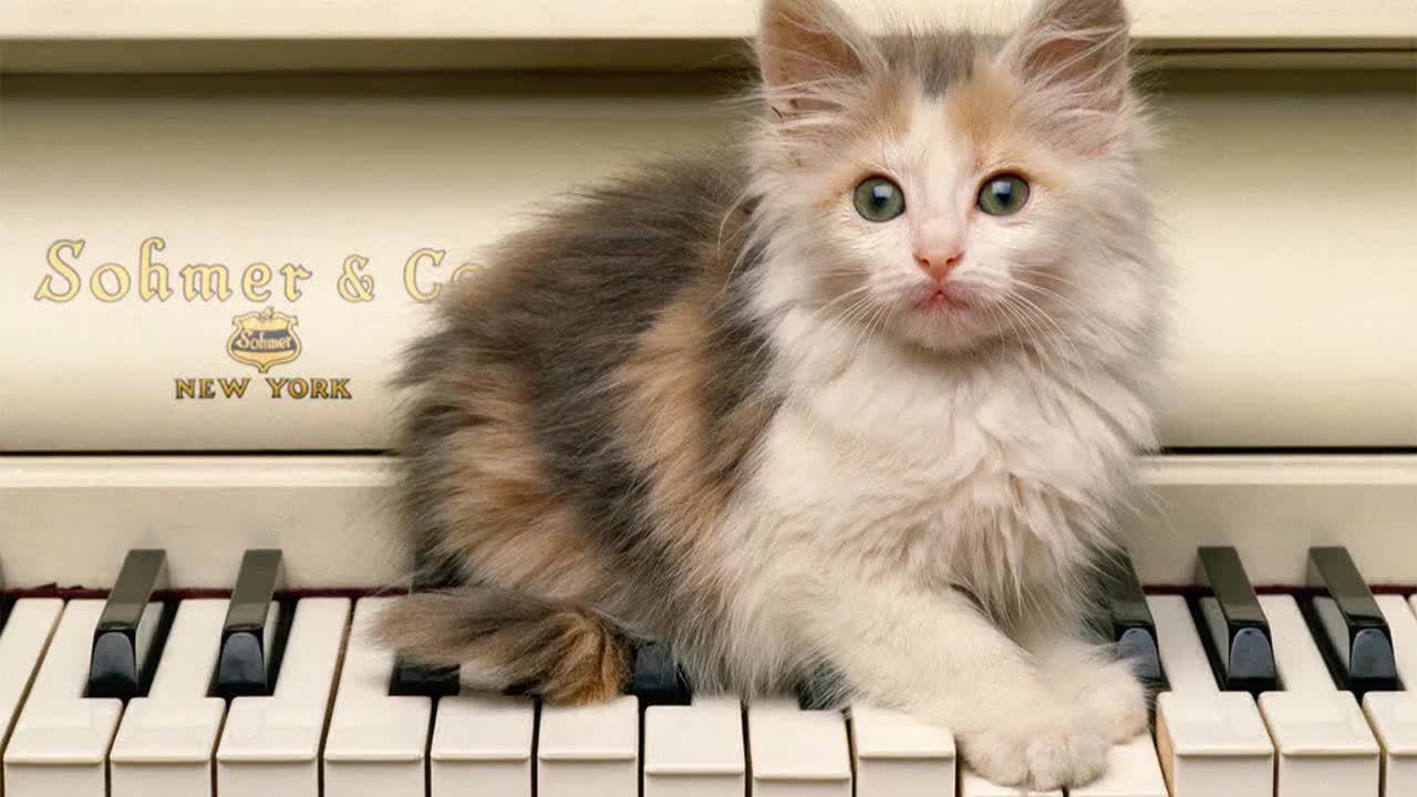 Смях ... Животни играят с музикални инструменти - Компилация