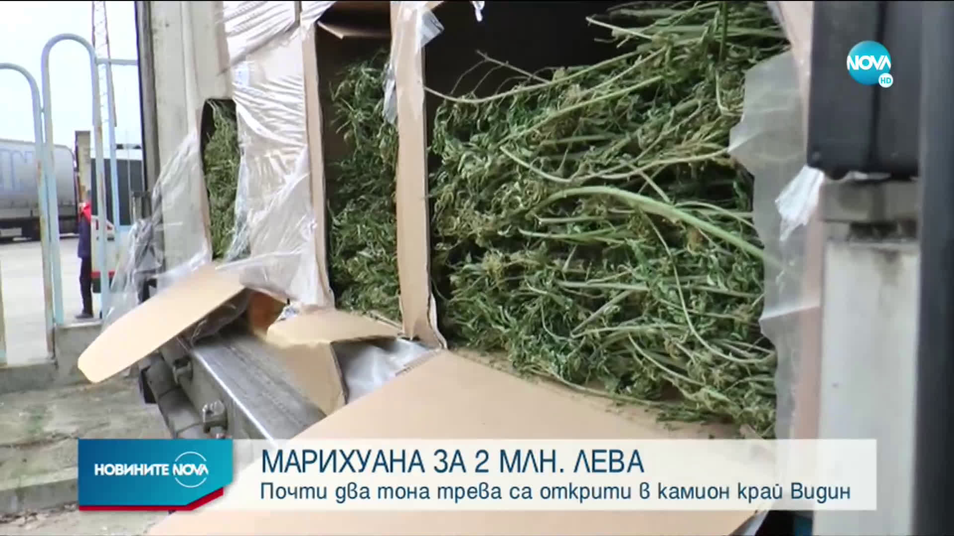 Заловиха огромно количество марихуана край Видин