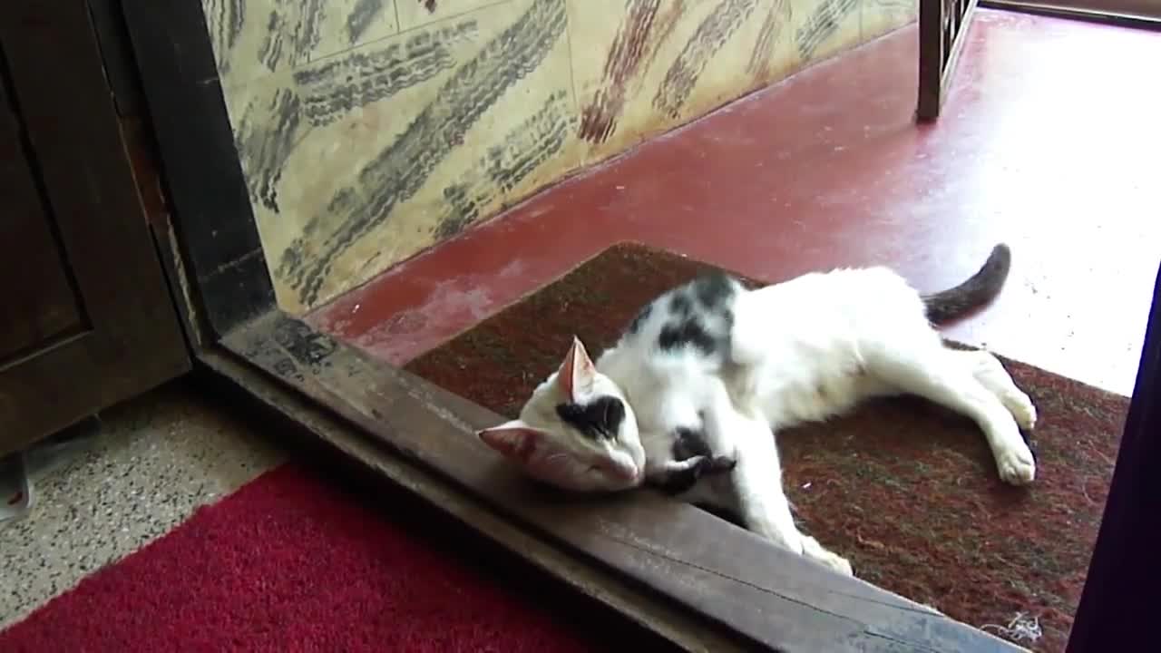 Коте се заяжда с майка си!