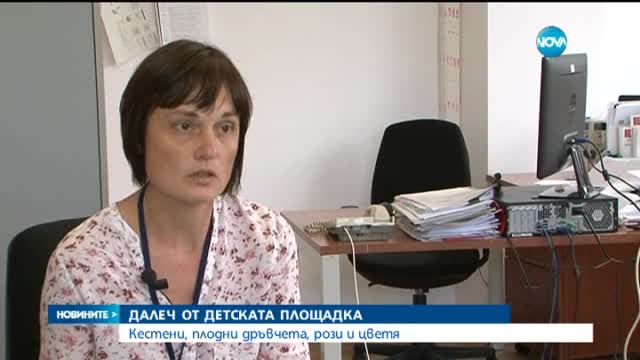 Без кестени и рози близо до детските площадки
