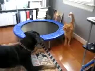 Котка vs. Куче ( Много настървена котка) . 