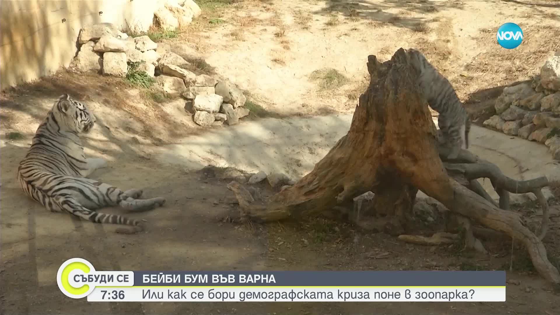 БЕЙБИ БУМ ВЪВ ВАРНА: Как се бори демографска криза в зоопарка