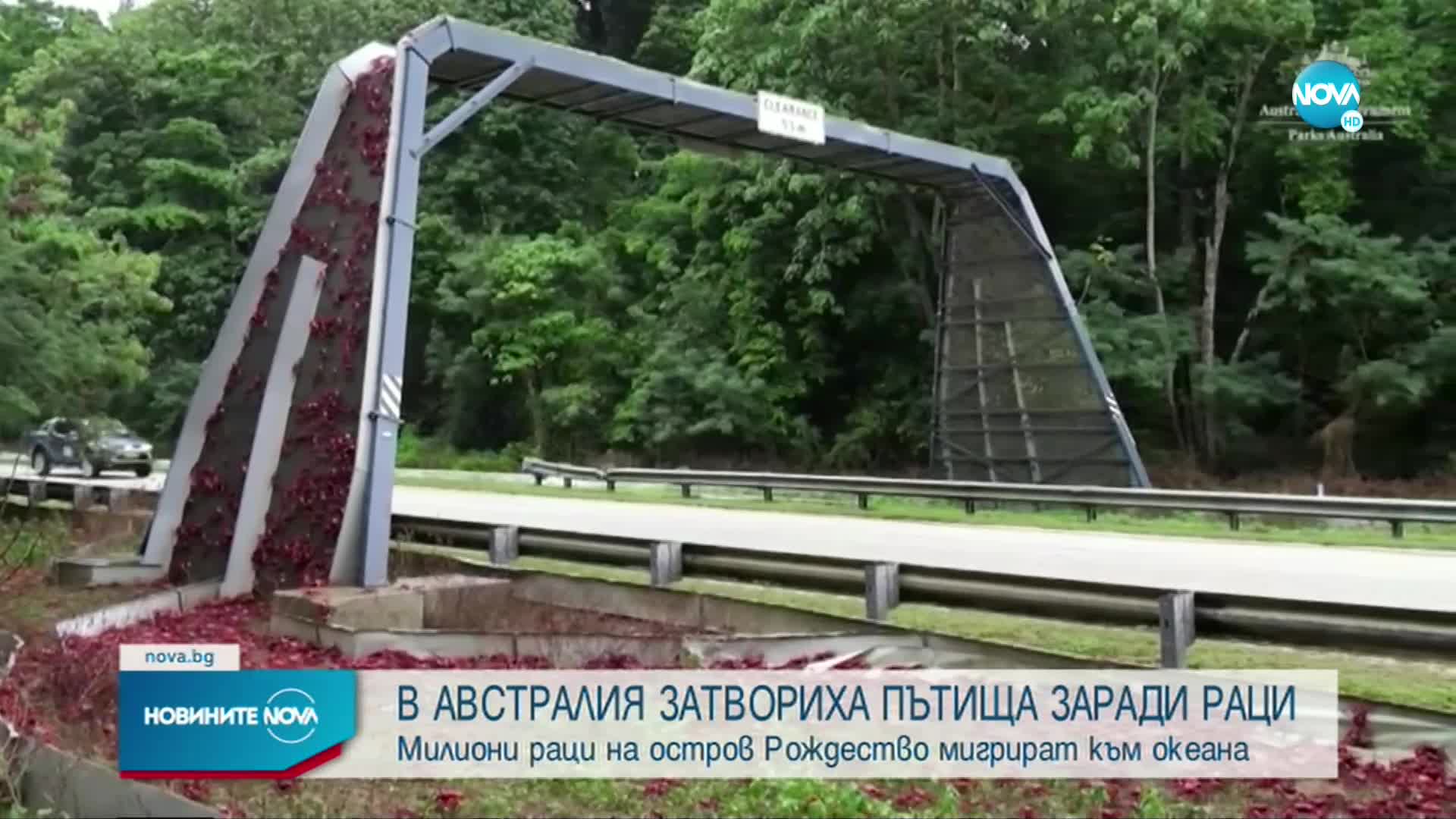 Хиляди червени раци затвориха пътища на остров Рождество