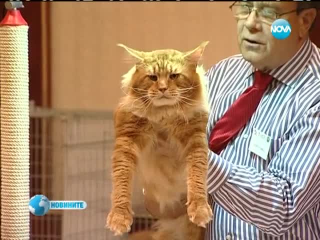 Показаха котка-гигант на изложба в София