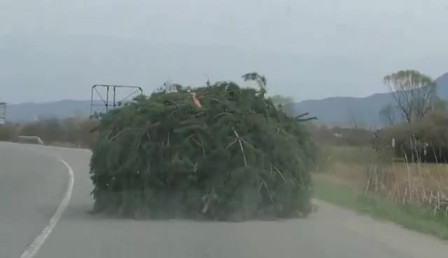 Самоходен храст