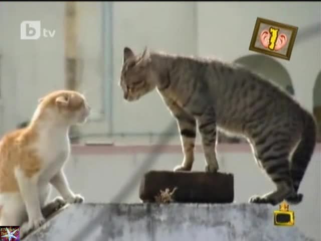 Събуй си златните обувки