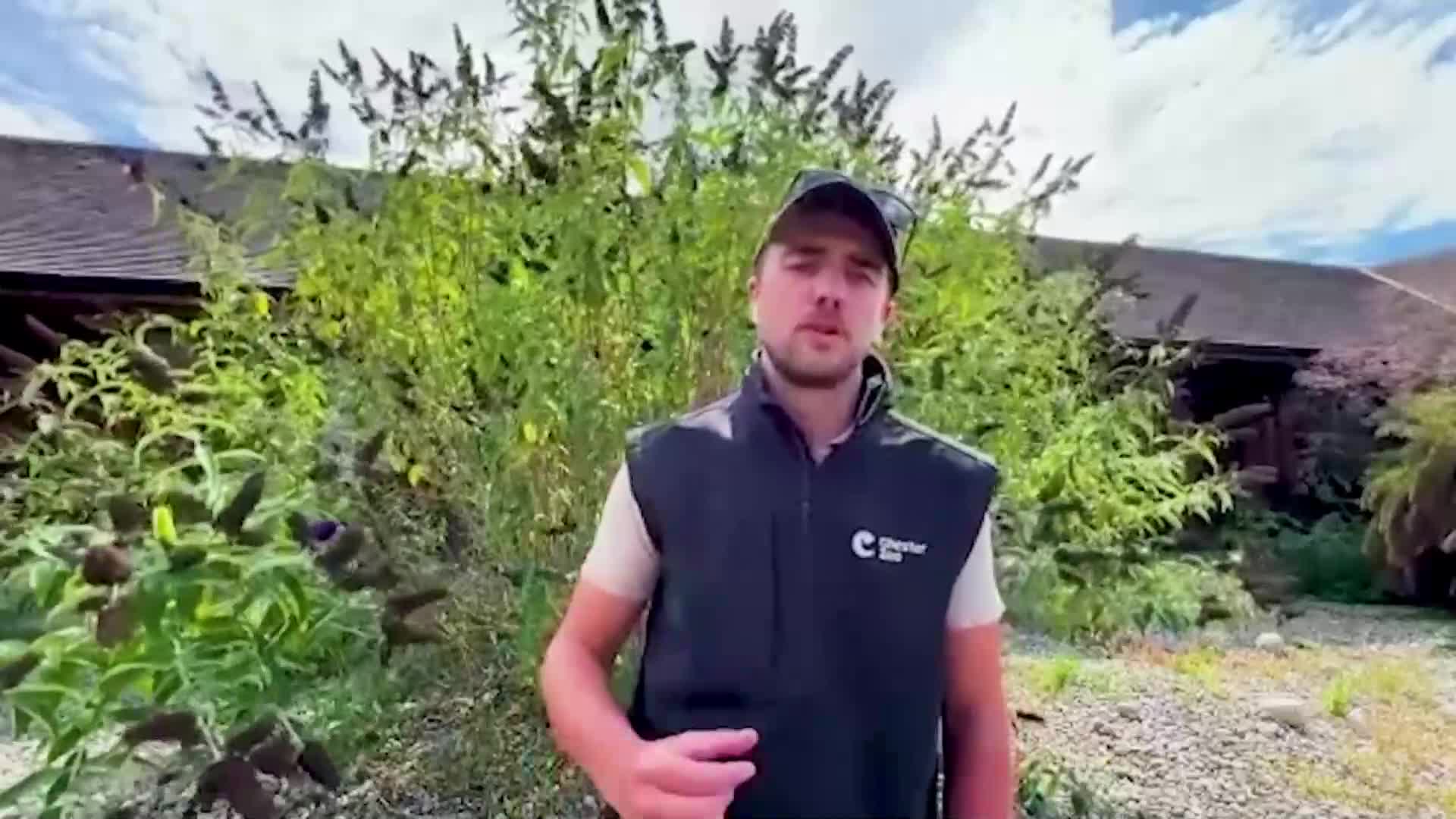 Пет пиленца от застрашен вид хищна птица се излюпиха в британски зоопарк
