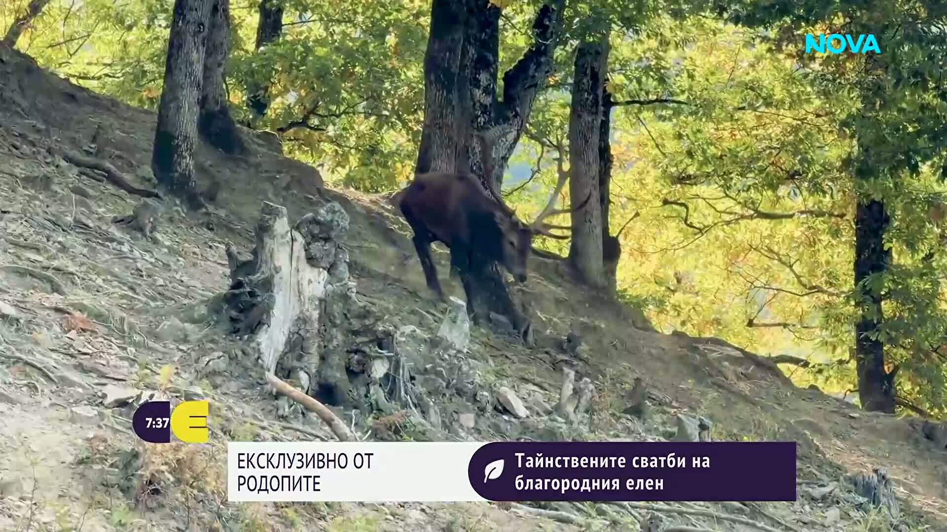 "Дотам и обратно": Тайнствените сватби на благородния елен