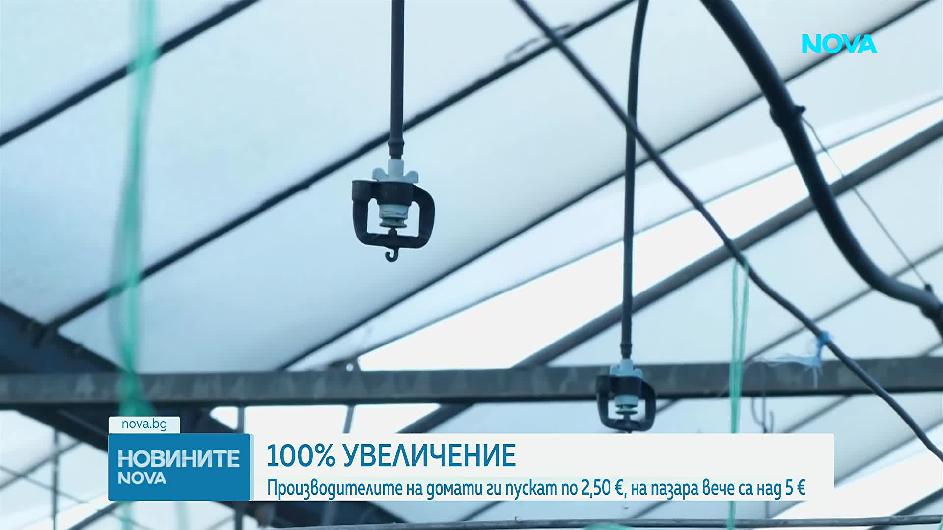 От оранжерията до щанда: Защо доматите са все по-скъпи?