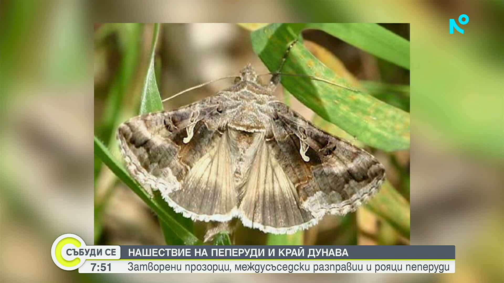 Каква е причината за нашествието на пеперуди у нас