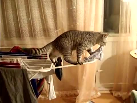 Котка хулиган:)