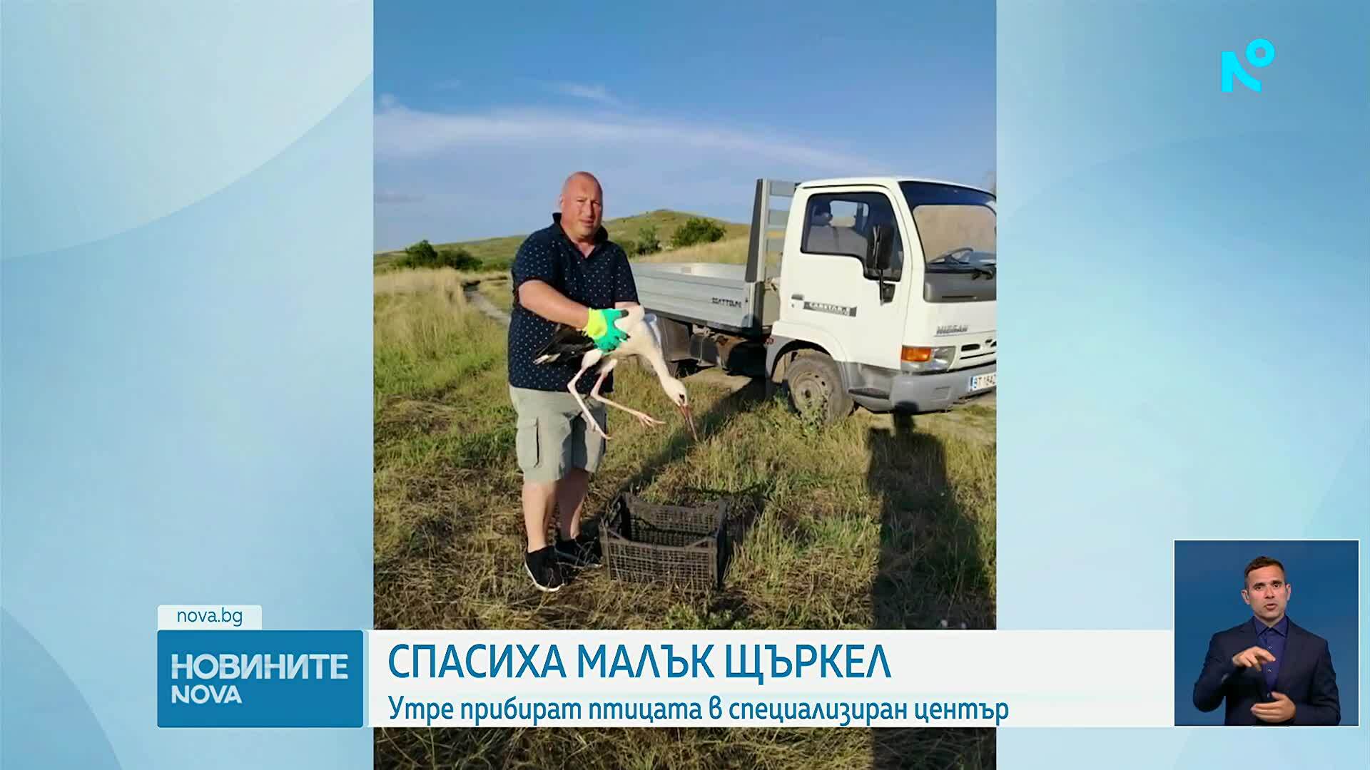 Кмет спаси малко щъркелче край великотърновското село Обединение