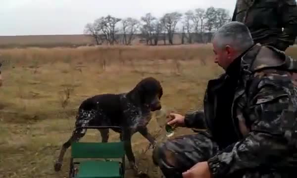 Руско ловно куче носи водка, перфектно обучен!