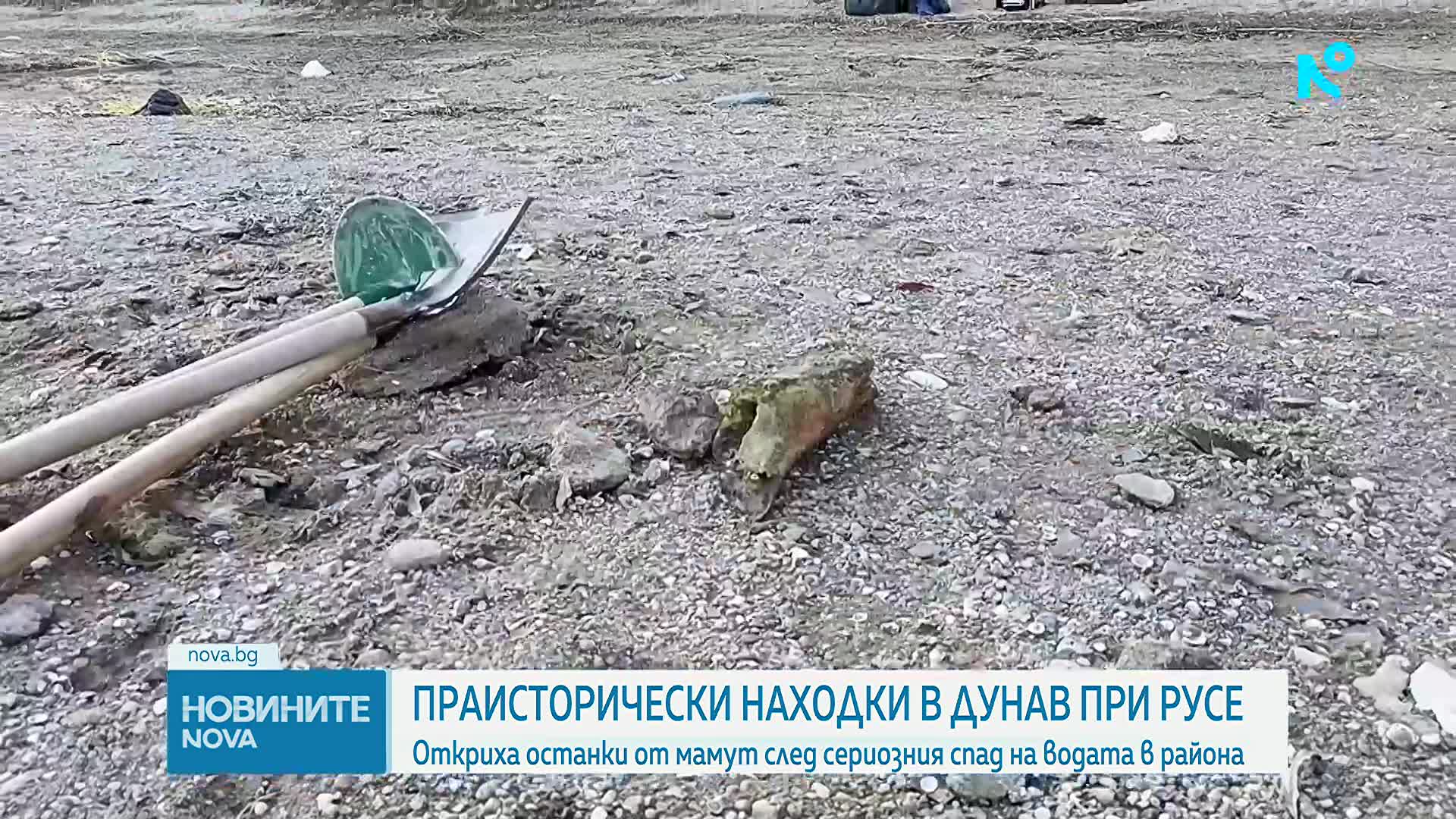 Започна изваждането на останките от мамут, открити в река Дунав