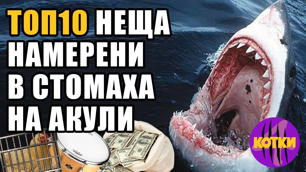 Топ 10 Странни неща открити в стомаха на акули