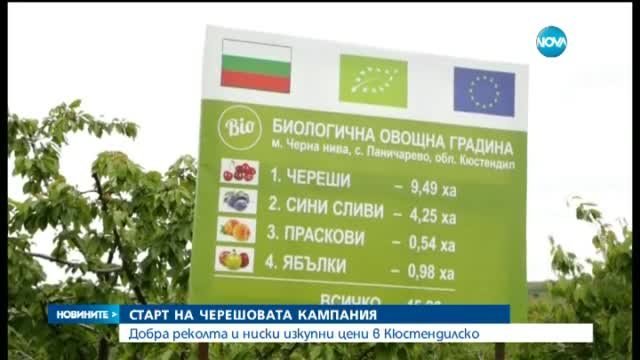 Ще ядем ли по-евтини череши тази година?
