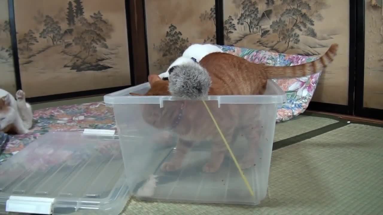 Котето е Много Лудо ... С М Я Х
